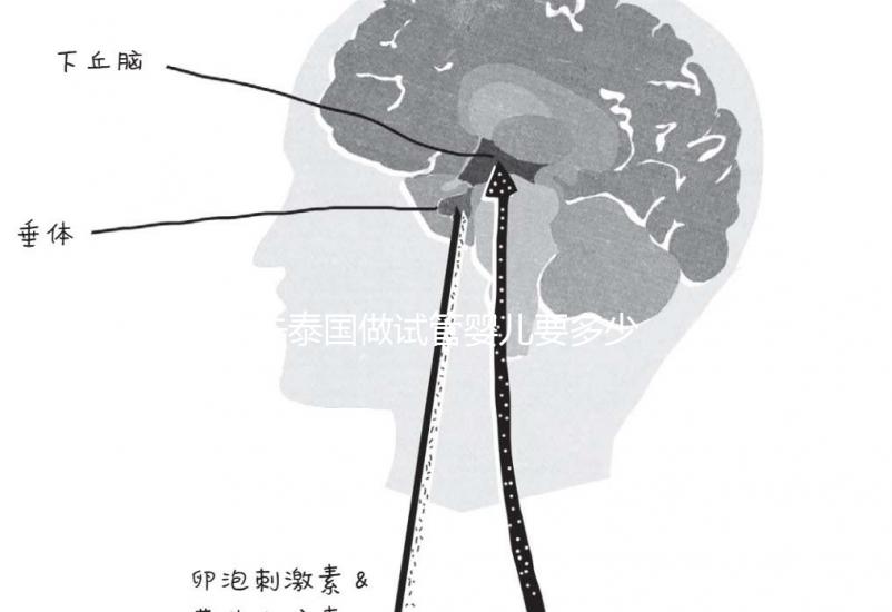 去泰國做試管嬰兒要多少錢(去泰國做試管嬰兒要多少錢泰幣)