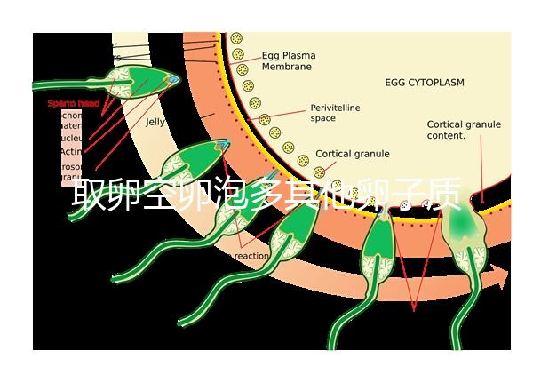 取卵空卵泡多其他卵子質量好不好說，多方面衡量準確