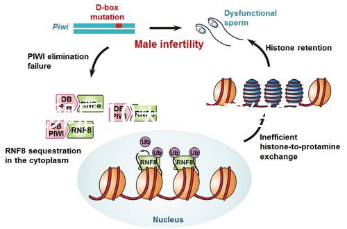 取卵后10天會來月經嗎？快拿小本本記好準確時間