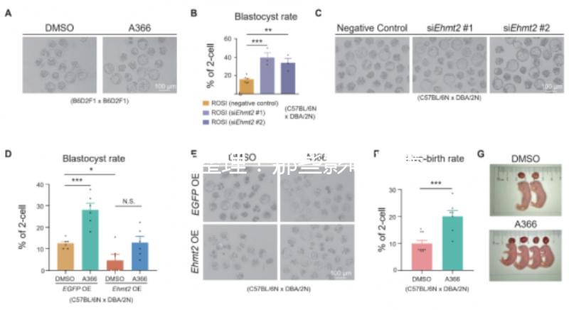 吐血整理!那些影響試管嬰兒成功率的因素