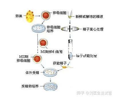 云南昆明三代試管助孕費用貴不貴呢？三代試管懷孕費用參考表！