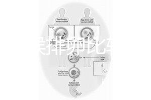 什么時候排卵比較容易?