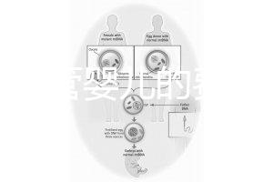 泰國(guó)試管嬰兒的費(fèi)用(泰國(guó)試管嬰兒的費(fèi)用是多少?)