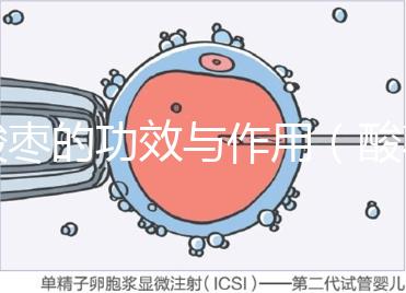 酸棗的功效與作用(酸棗與酸棗仁的區(qū)別)