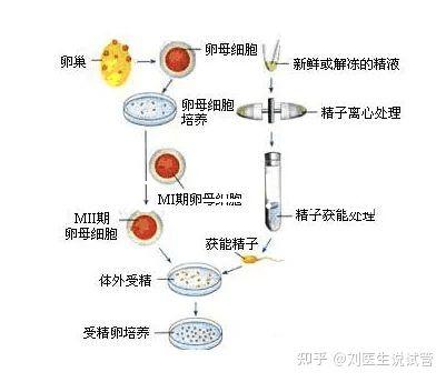 選對(duì)成功一半!來看看海南哪家醫(yī)院能做三代試管嬰兒