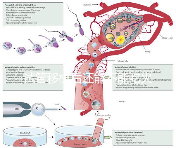 試管移植后還能不能吃火鍋嗎?能吃or不能吃看大家怎么說(shuō)