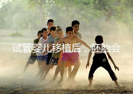 試管嬰兒移植后,胚胎會(huì)在子宮中經(jīng)歷哪些變化?